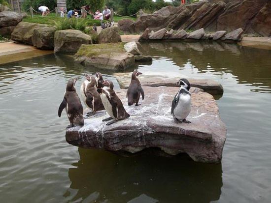Chic 2 Bed Peak District Cottage Barn Near Alton Towers, Polar Bears, Chatsworth House Leek Kültér fotó