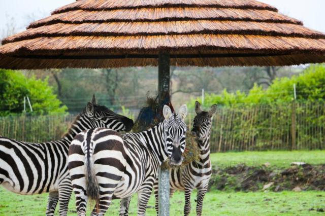 Chic 2 Bed Peak District Cottage Barn Near Alton Towers, Polar Bears, Chatsworth House Leek Kültér fotó