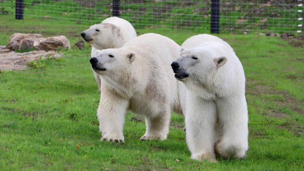 Chic 2 Bed Peak District Cottage Barn Near Alton Towers, Polar Bears, Chatsworth House Leek Kültér fotó