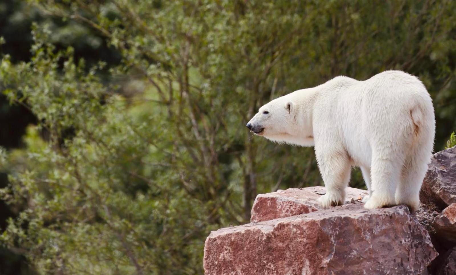 Chic 2 Bed Peak District Cottage Barn Near Alton Towers, Polar Bears, Chatsworth House Leek Kültér fotó