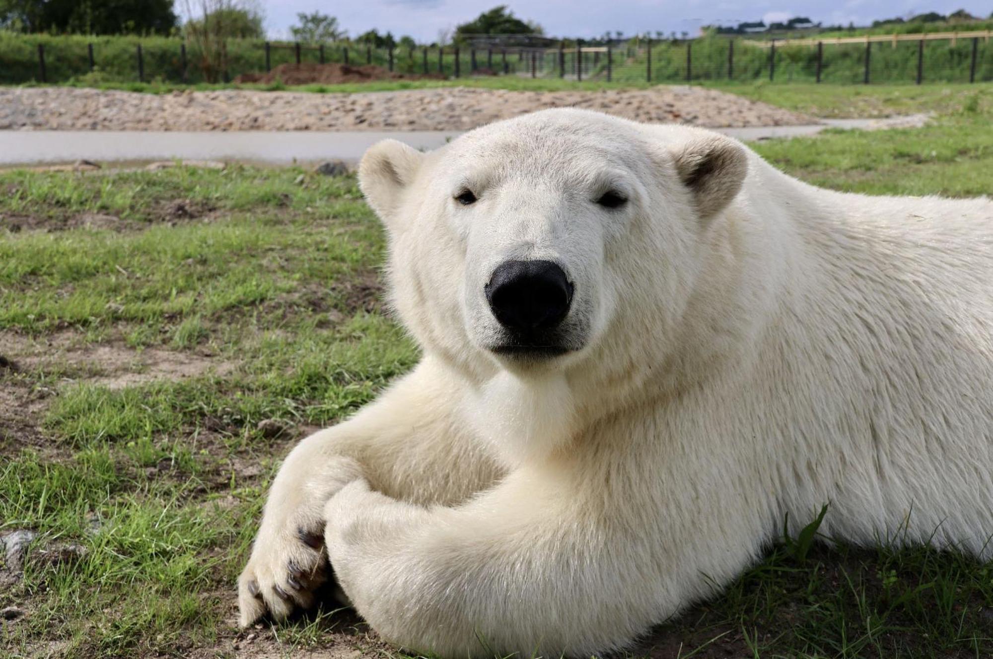 Chic 2 Bed Peak District Cottage Barn Near Alton Towers, Polar Bears, Chatsworth House Leek Kültér fotó